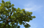 Clima
