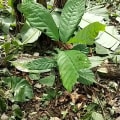 Cacao