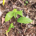 Cacao