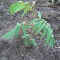 Tephrosia