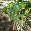 Papaya