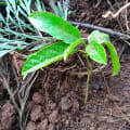 Fruto de la Pasión