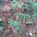 Tefrosia