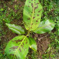 Banane
