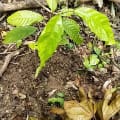 Cacao
