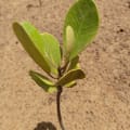 Mangrovia Gialla