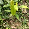 Cacao