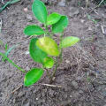 Lime