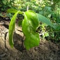Cacao Indigo