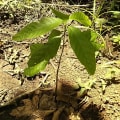Cacao