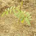 Tefrosia