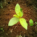 Guayaba