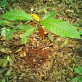 Cacao