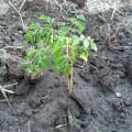Moringa