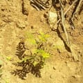 Grevillea