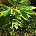 Cacao
