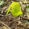 Cacao