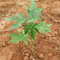 Papaya