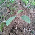 Jackfruit