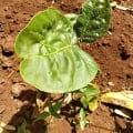 Tree Tomato