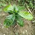 PettyTree