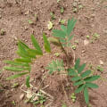 New Tephrosi