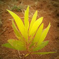 Acacia Mangium