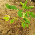 Moringa