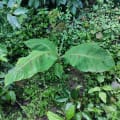 Banani