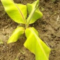 Banane