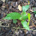 Cacao