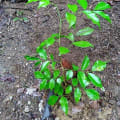 Tolu balsam
