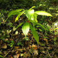 Cacao