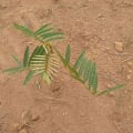 Tephrosia