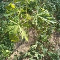 Papaya