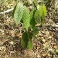 Cacao Meravigliao