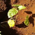 Tree Tomato