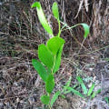 Acacia Mangium