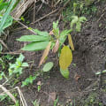 Cacao