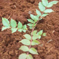 Pink Cedar