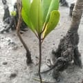 Weiße Mangrove