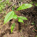 Cacao