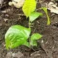 Cacao
