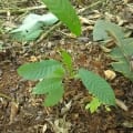 Cacaotier