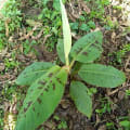 BanaLea