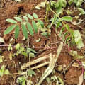 Tephrosia