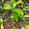 Cacao