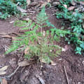 Grevillea per ripartire