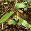 Cacao