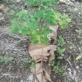 Moringa